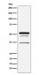 PIST Antibody